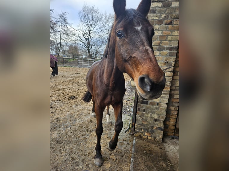 Deutsches Reitpferd Wallach 16 Jahre 171 cm Brauner in Taucha