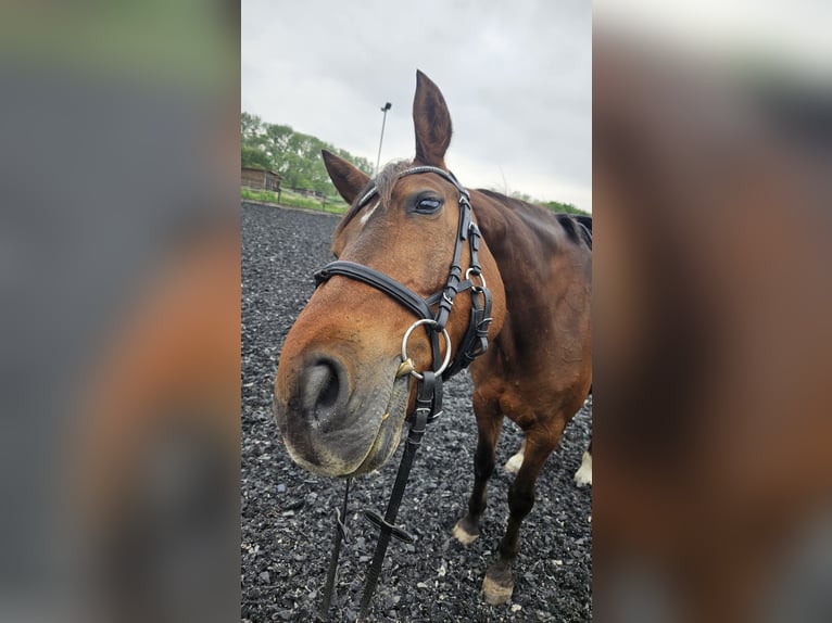 Deutsches Reitpferd Wallach 16 Jahre 171 cm Brauner in Taucha