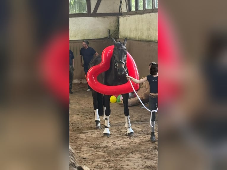 Deutsches Reitpferd Wallach 16 Jahre 172 cm Rappe in Grevenbroich
