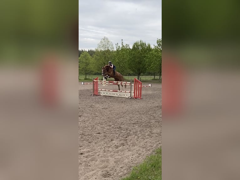 Deutsches Reitpferd Wallach 16 Jahre 175 cm Fuchs in Falkensee