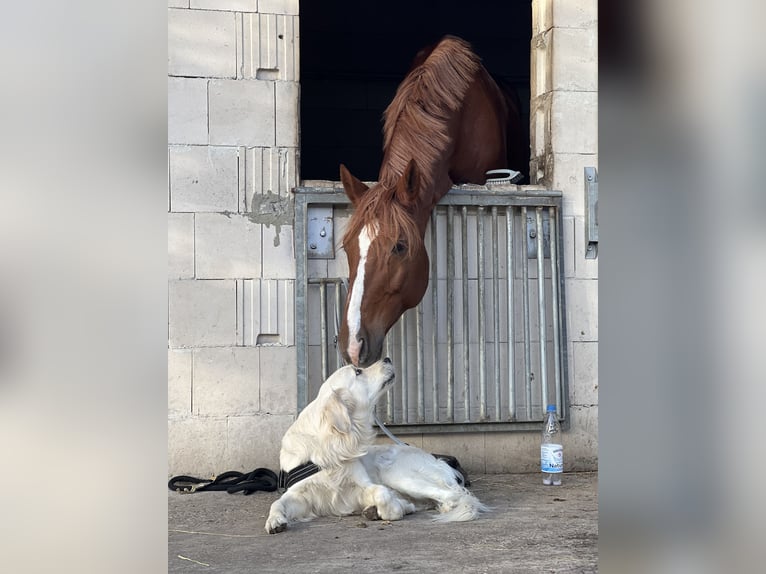 Deutsches Reitpferd Wallach 16 Jahre 175 cm Fuchs in Falkensee