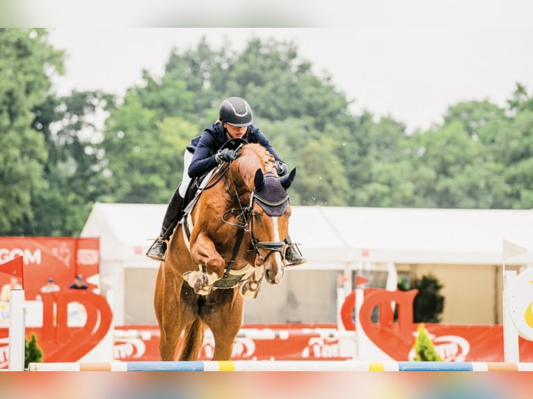 Deutsches Reitpferd Wallach 16 Jahre 175 cm Fuchs in Falkensee