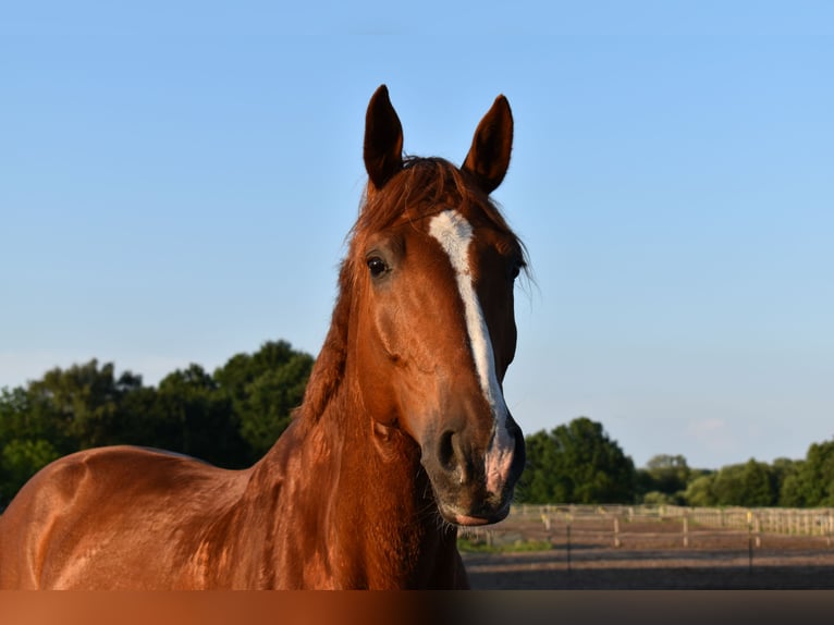 Deutsches Reitpferd Wallach 16 Jahre 175 cm Fuchs in Falkensee