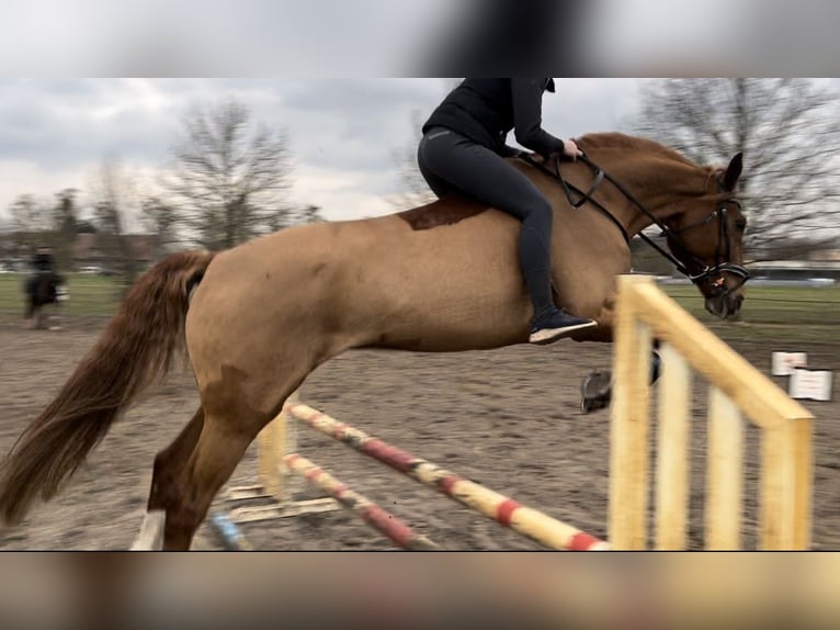 Deutsches Reitpferd Wallach 16 Jahre 175 cm Fuchs in Falkensee