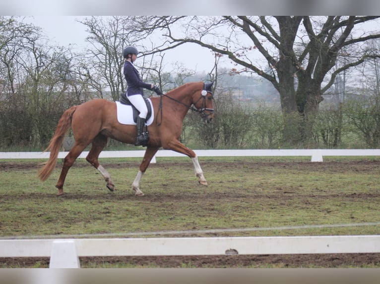 Deutsches Reitpferd Wallach 16 Jahre 175 cm Fuchs in Falkensee