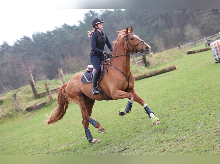 Deutsches Reitpferd Wallach 16 Jahre 175 cm Fuchs in Falkensee