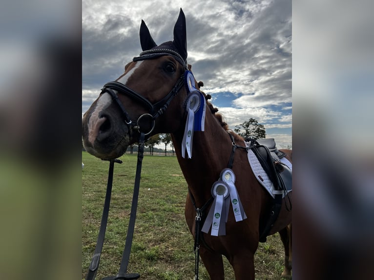 Deutsches Reitpferd Wallach 16 Jahre 175 cm Fuchs in Falkensee