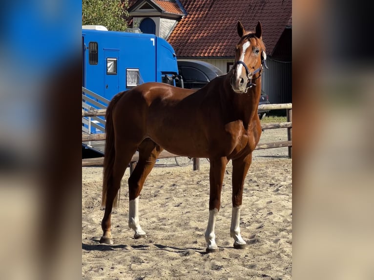 Deutsches Reitpferd Wallach 16 Jahre 175 cm Fuchs in Falkensee