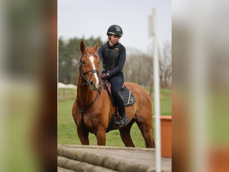 Deutsches Reitpferd Wallach 16 Jahre 175 cm Fuchs in Falkensee