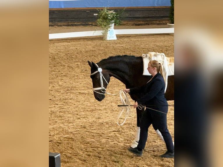 Deutsches Reitpferd Wallach 16 Jahre 178 cm Dunkelbrauner in Neuss