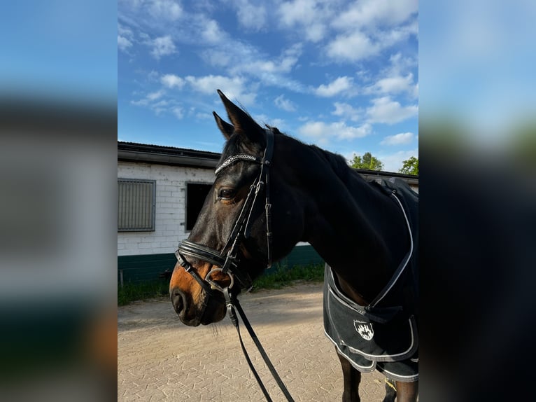 Deutsches Reitpferd Wallach 16 Jahre 178 cm Dunkelbrauner in Neuss