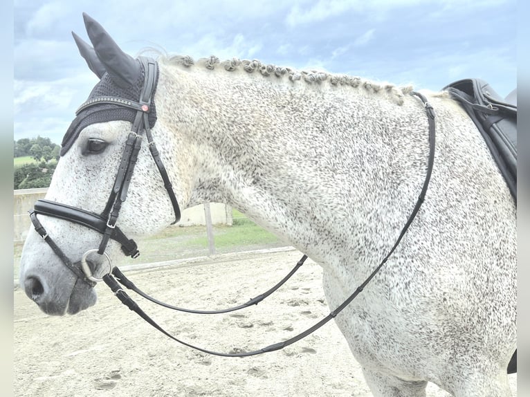 Deutsches Reitpferd Wallach 16 Jahre 180 cm Schimmel in Bad Wurzach