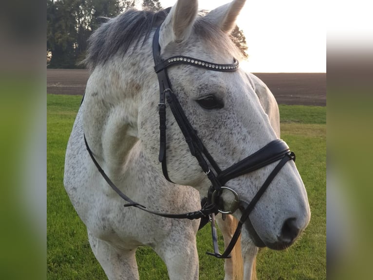 Deutsches Reitpferd Wallach 16 Jahre 180 cm Schimmel in Bad Wurzach