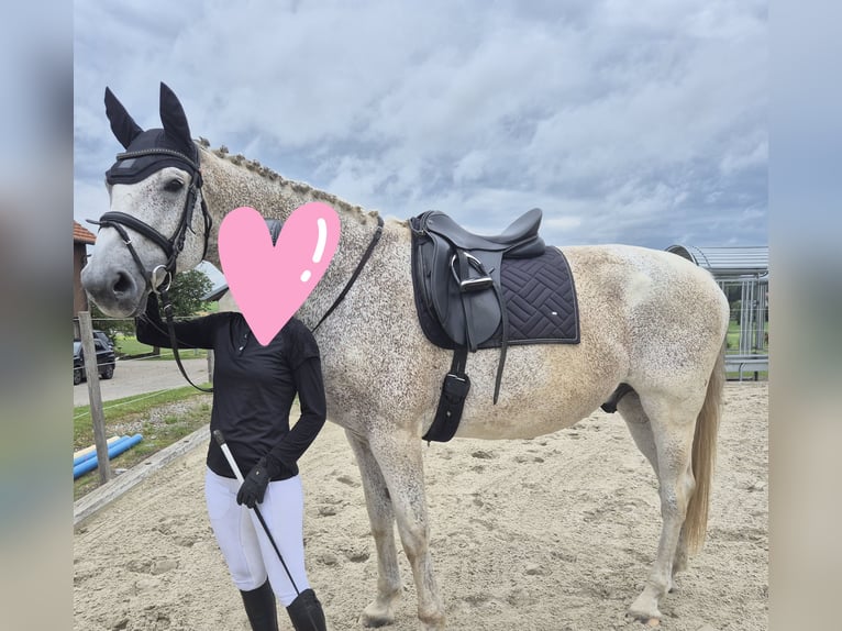 Deutsches Reitpferd Wallach 16 Jahre 180 cm Schimmel in Bad Wurzach
