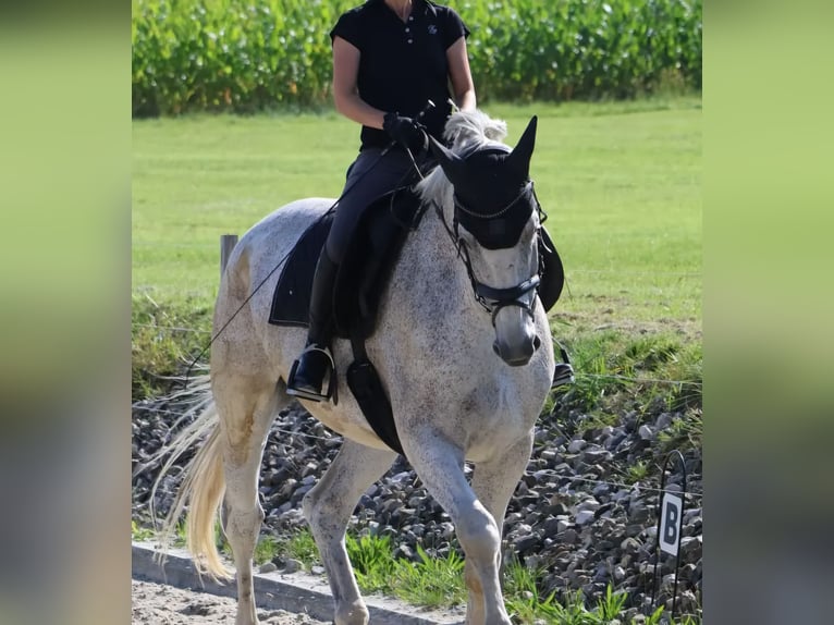 Deutsches Reitpferd Wallach 16 Jahre 180 cm Schimmel in Bad Wurzach