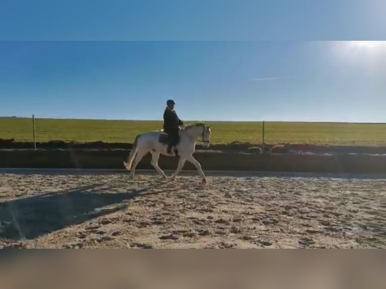 Deutsches Reitpferd Wallach 16 Jahre 180 cm Schimmel in Bad Wurzach