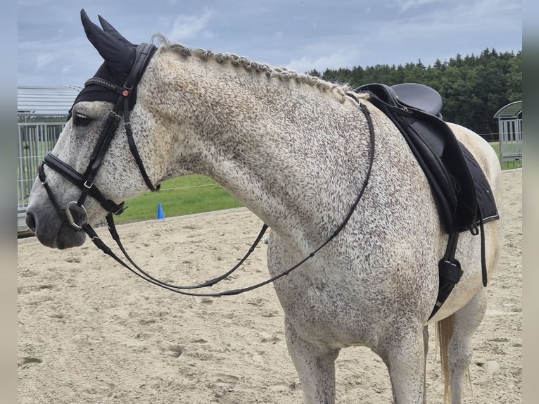 Deutsches Reitpferd Wallach 16 Jahre 180 cm Schimmel in Bad Wurzach