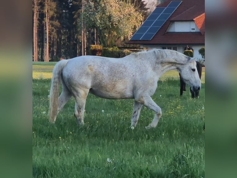 Deutsches Reitpferd Wallach 16 Jahre 180 cm Schimmel in Bad Wurzach