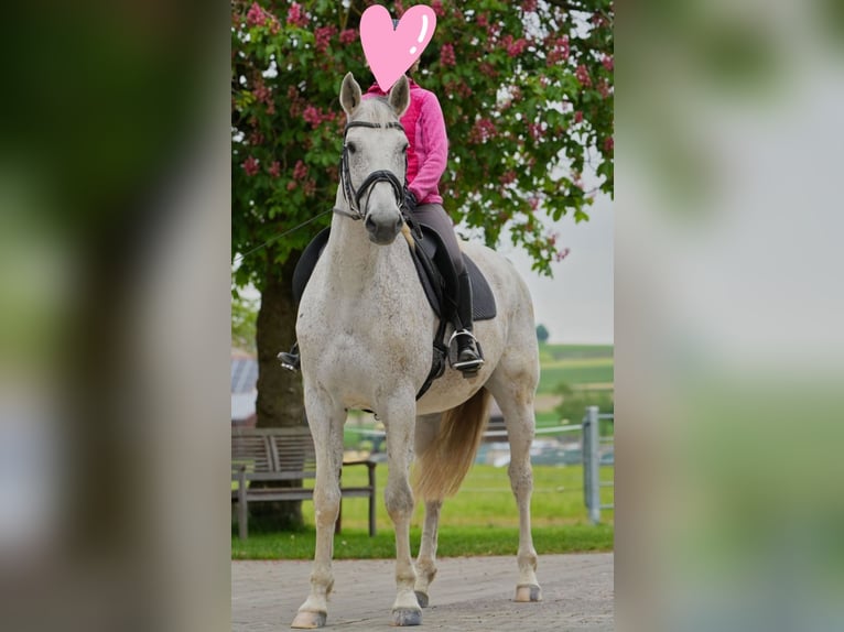 Deutsches Reitpferd Wallach 16 Jahre 180 cm Schimmel in Bad Wurzach