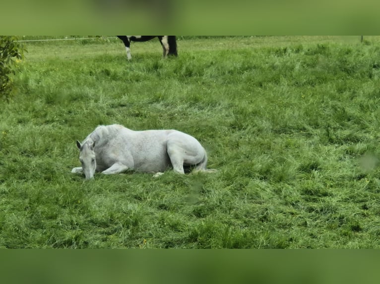Deutsches Reitpferd Wallach 16 Jahre 180 cm Schimmel in Bad Wurzach