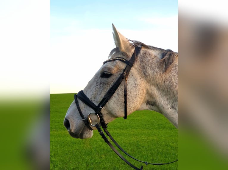 Deutsches Reitpferd Wallach 16 Jahre 180 cm Schimmel in Bad Wurzach