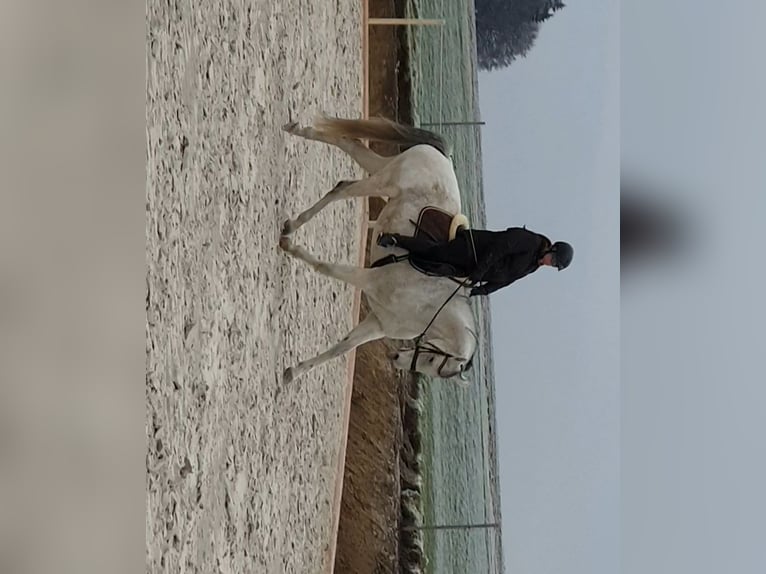 Deutsches Reitpferd Wallach 16 Jahre 180 cm Schimmel in Bad Wurzach