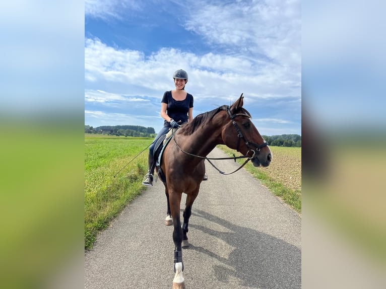 Deutsches Reitpferd Wallach 16 Jahre Brauner in Idstein