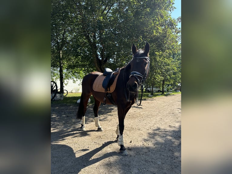 Deutsches Reitpferd Wallach 17 Jahre 157 cm Dunkelbrauner in Bad Schwartau