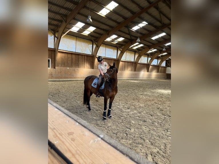 Deutsches Reitpferd Wallach 17 Jahre 157 cm Dunkelbrauner in Bad Schwartau