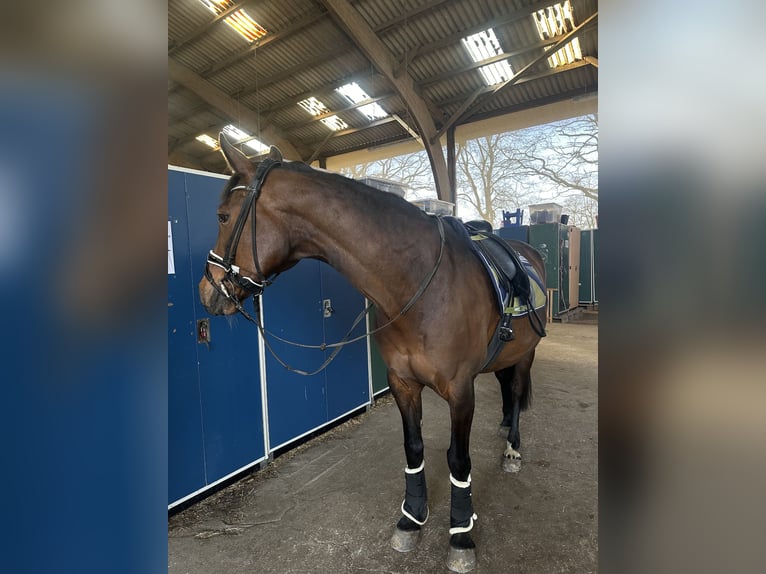 Deutsches Reitpferd Wallach 17 Jahre 157 cm Dunkelbrauner in Bad Schwartau