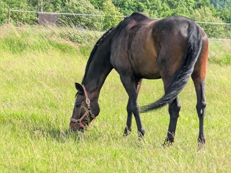 Deutsches Reitpferd Wallach 17 Jahre 167 cm in Schönaich Deutsches Reitpferd Wallach 17 Jahre 167 cm in Schönaich