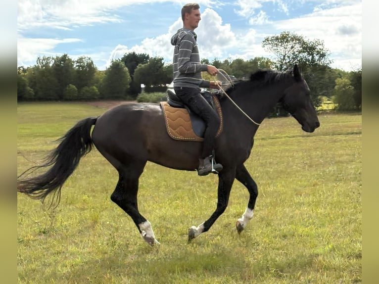 Deutsches Reitpferd Wallach 17 Jahre 168 cm Dunkelbrauner in Blankenheim