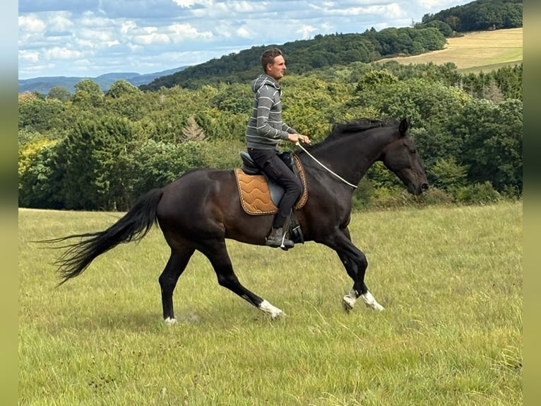 Deutsches Reitpferd Wallach 17 Jahre 168 cm Dunkelbrauner in Blankenheim