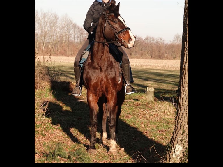 Deutsches Reitpferd Mix Wallach 17 Jahre 168 cm Dunkelbrauner in Vreden