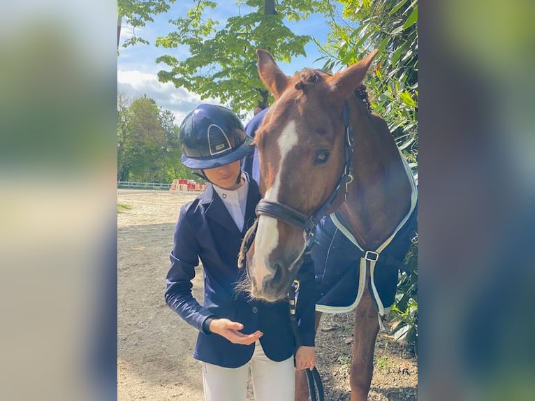 Deutsches Reitpferd Wallach 17 Jahre 170 cm Dunkelbrauner in Parma