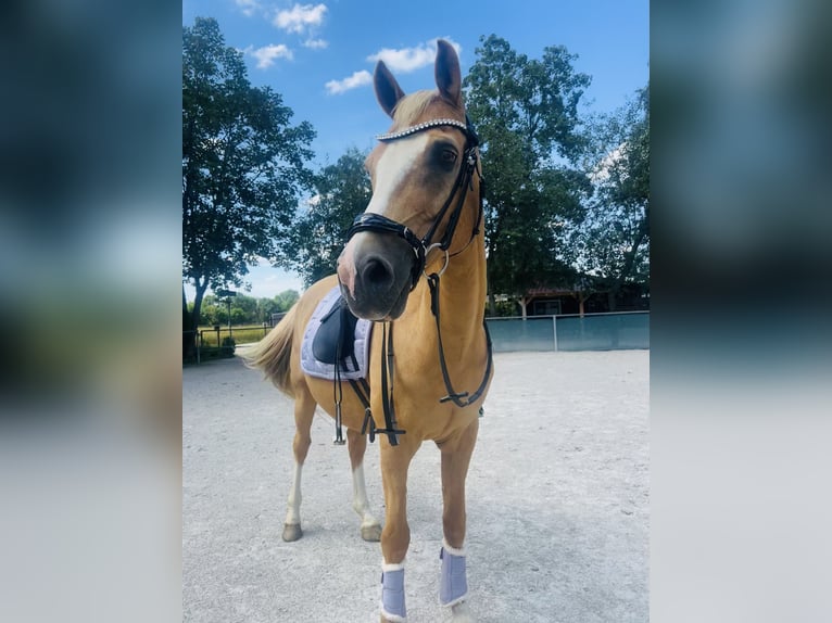 Deutsches Reitpferd Wallach 18 Jahre 153 cm Palomino in Dürnau