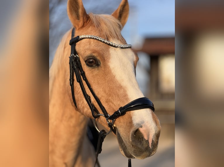 Deutsches Reitpferd Wallach 18 Jahre 153 cm Palomino in Dürnau