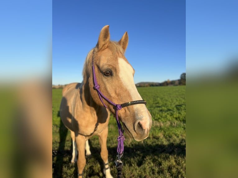 Deutsches Reitpferd Wallach 18 Jahre 153 cm Palomino in Dürnau