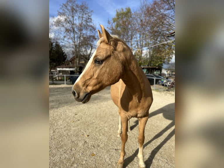 Deutsches Reitpferd Wallach 18 Jahre 153 cm Palomino in Dürnau