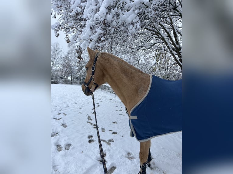 Deutsches Reitpferd Wallach 18 Jahre 153 cm Palomino in Dürnau
