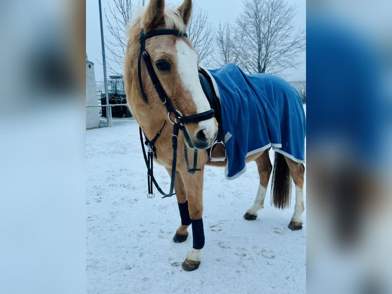 Deutsches Reitpferd Wallach 18 Jahre 153 cm Palomino in Dürnau