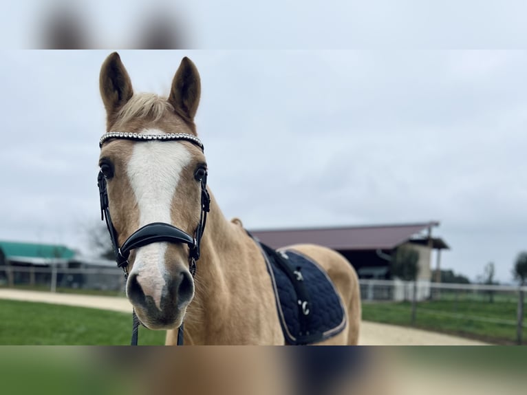 Deutsches Reitpferd Wallach 18 Jahre 153 cm Palomino in Dürnau