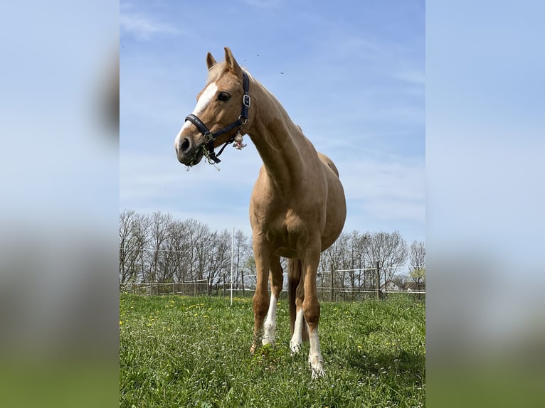 Deutsches Reitpferd Wallach 18 Jahre 153 cm Palomino in Dürnau