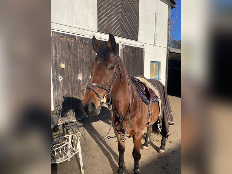Deutsches Reitpferd Wallach 18 Jahre 155 cm Brauner in Feucht