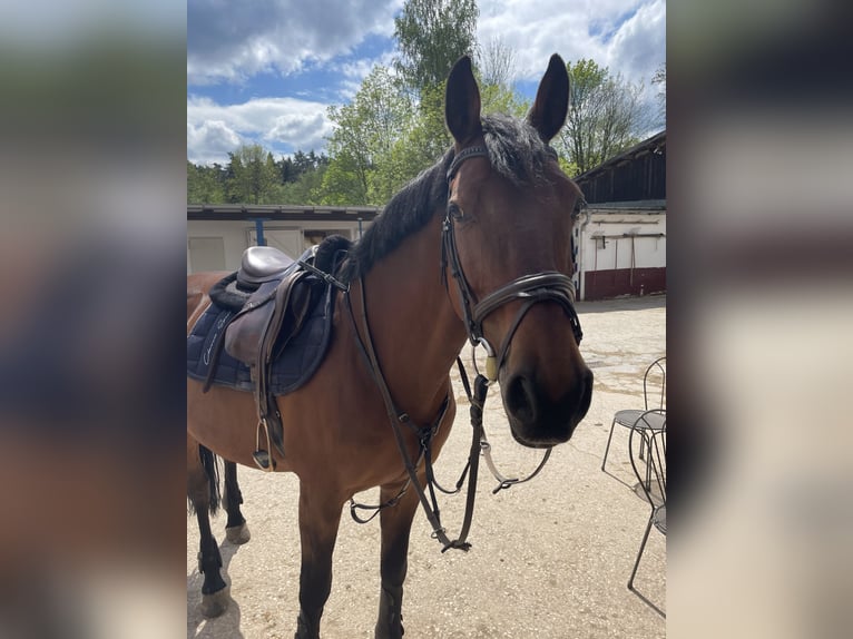 Deutsches Reitpferd Wallach 18 Jahre 155 cm Brauner in Feucht