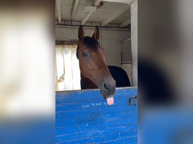 Deutsches Reitpferd Wallach 18 Jahre 155 cm Brauner in Feucht
