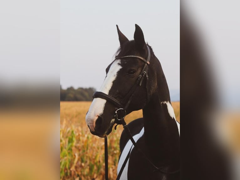 Deutsches Reitpferd Wallach 19 Jahre 160 cm  in St. Pölten land