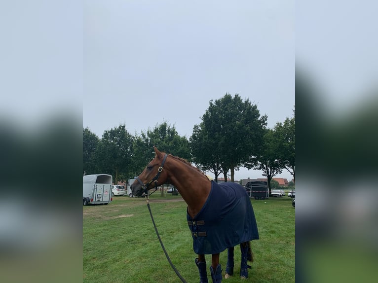 Deutsches Reitpferd Wallach 19 Jahre 166 cm Fuchs in Iserlohn