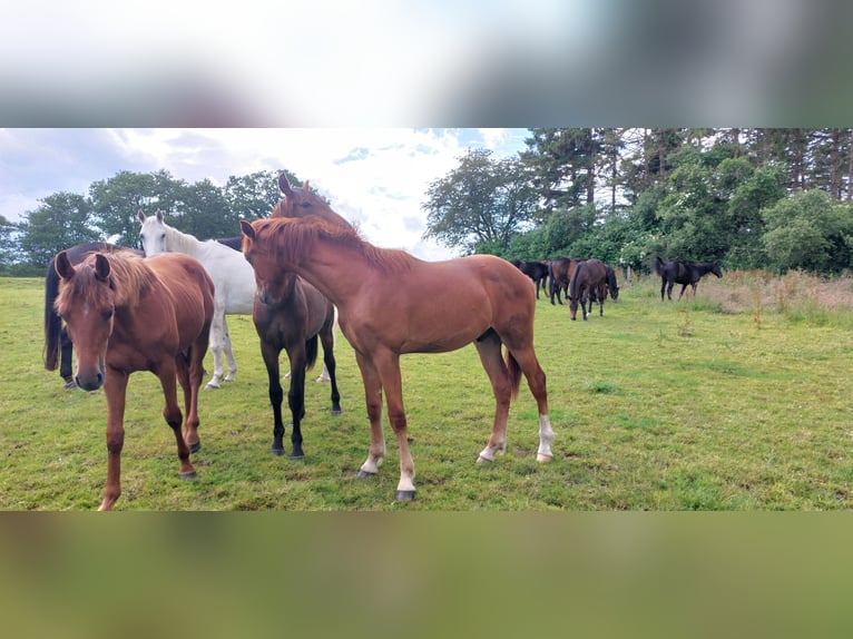 Deutsches Reitpferd Mix Wallach 1 Jahr 155 cm Fuchs in Waabs