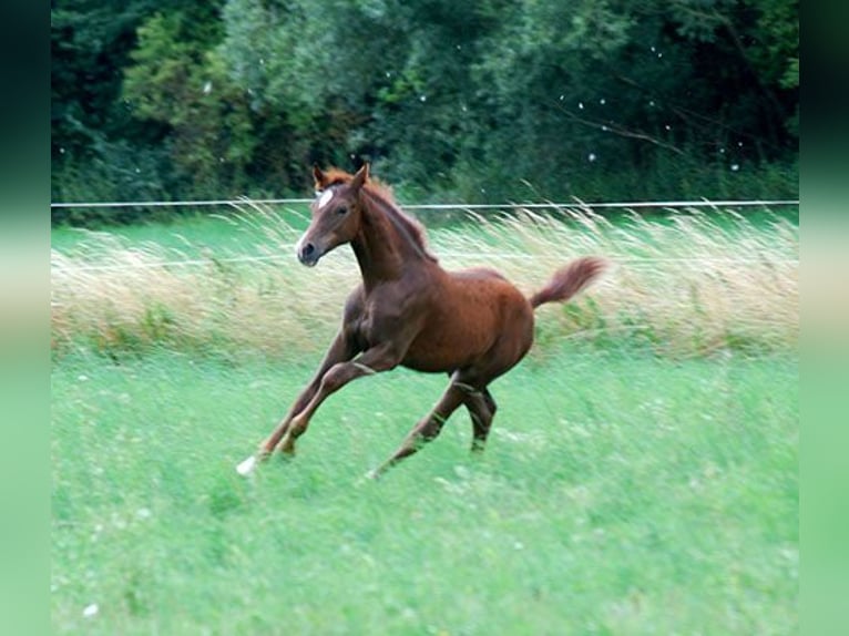 Deutsches Reitpferd Wallach 1 Jahr 169 cm Fuchs in Etgersleben